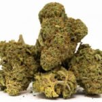 Girl Scout Cookies Marijuana Strain For Sale Online In  Douglas County Colorado