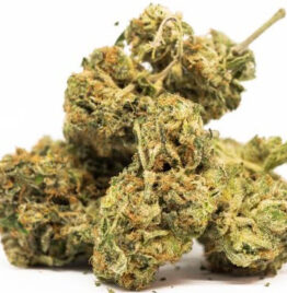 OG Kush Marijuana Strain For Sale Online In  Nantucket County Massachusetts