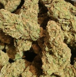 Purchasing Sundae Driver Marijuana Strain Online In Sydney Australia