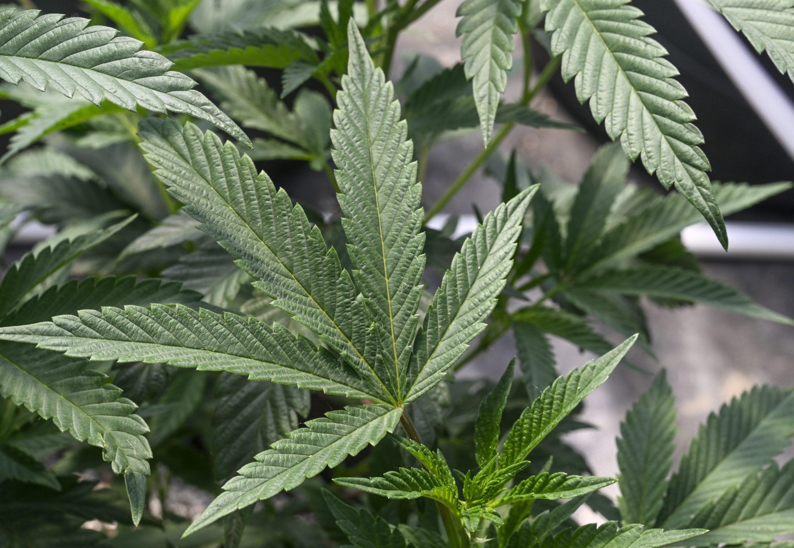 Portland marijuana dispensary